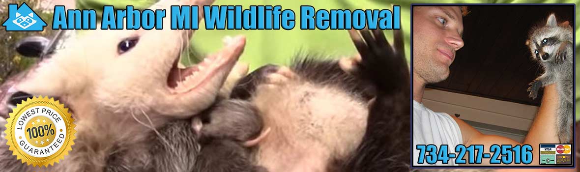Ann Arbor Wildlife and Animal Removal